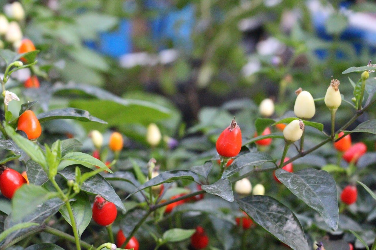 Bali Gardencenter