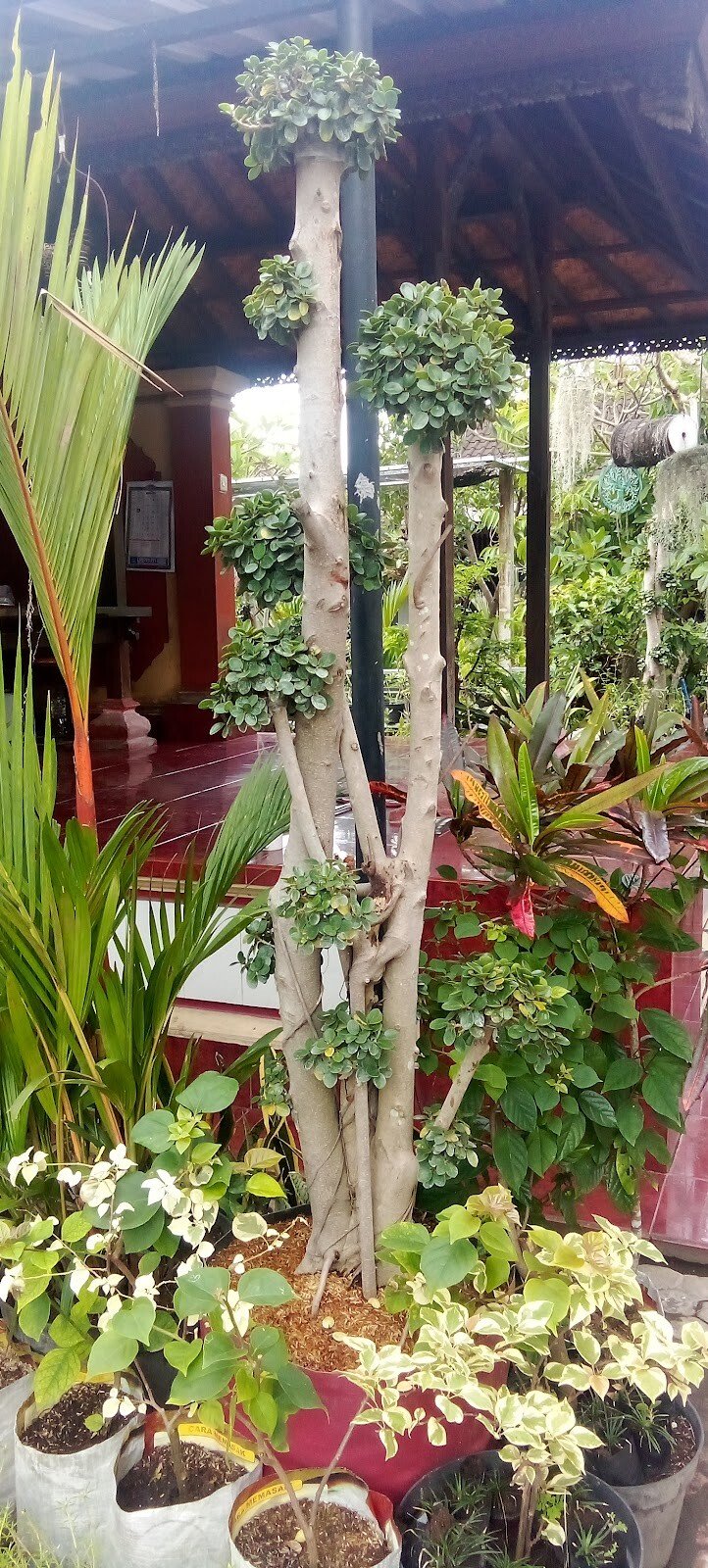 Pondok Tanaman