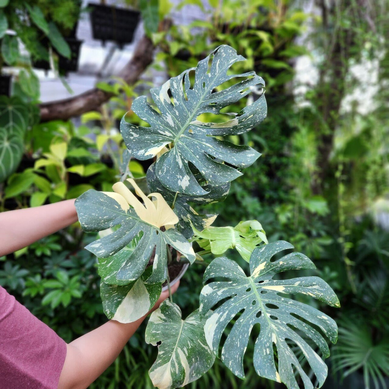 Indo Tropical Plant