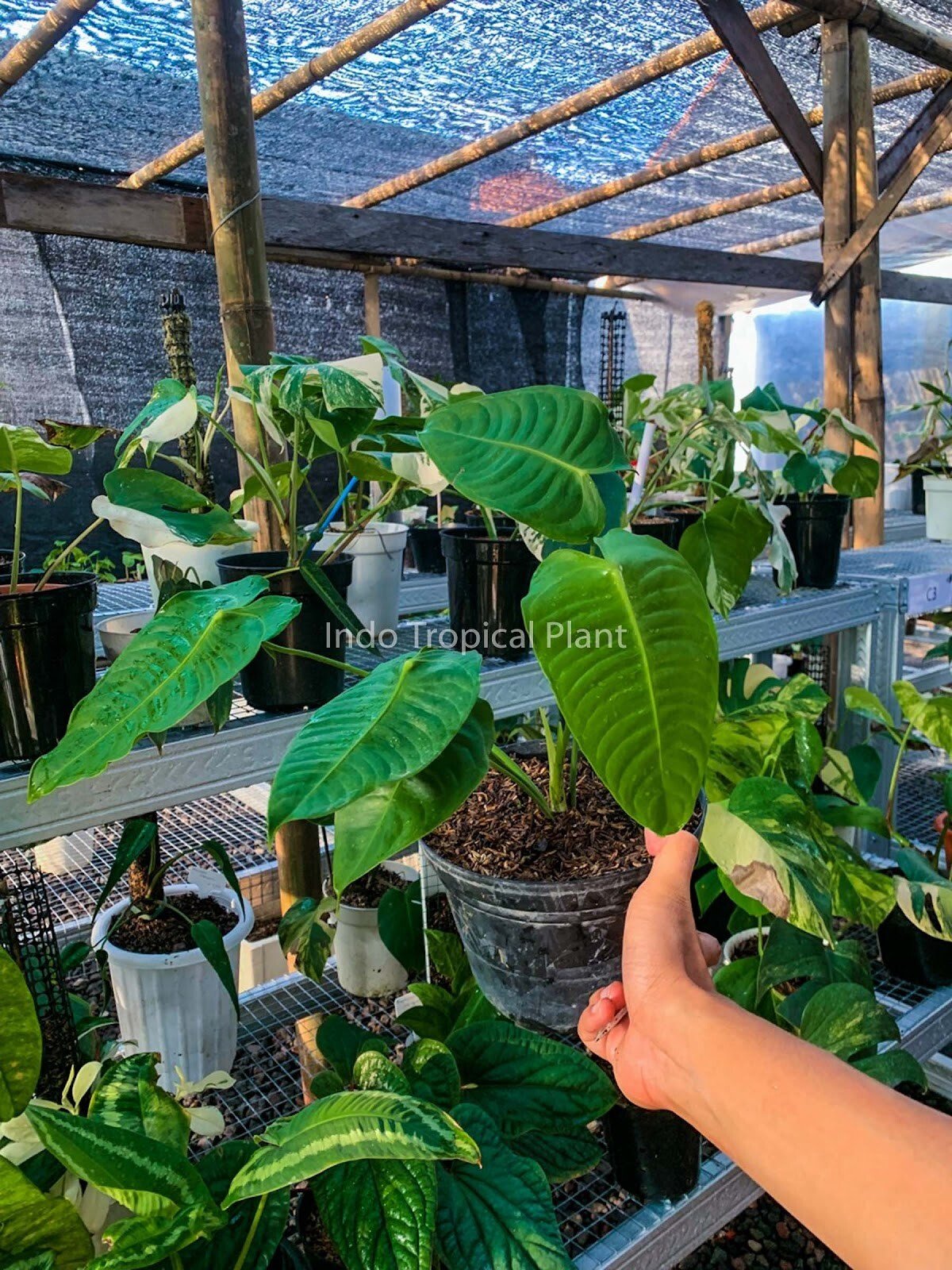 Indo Tropical Plant