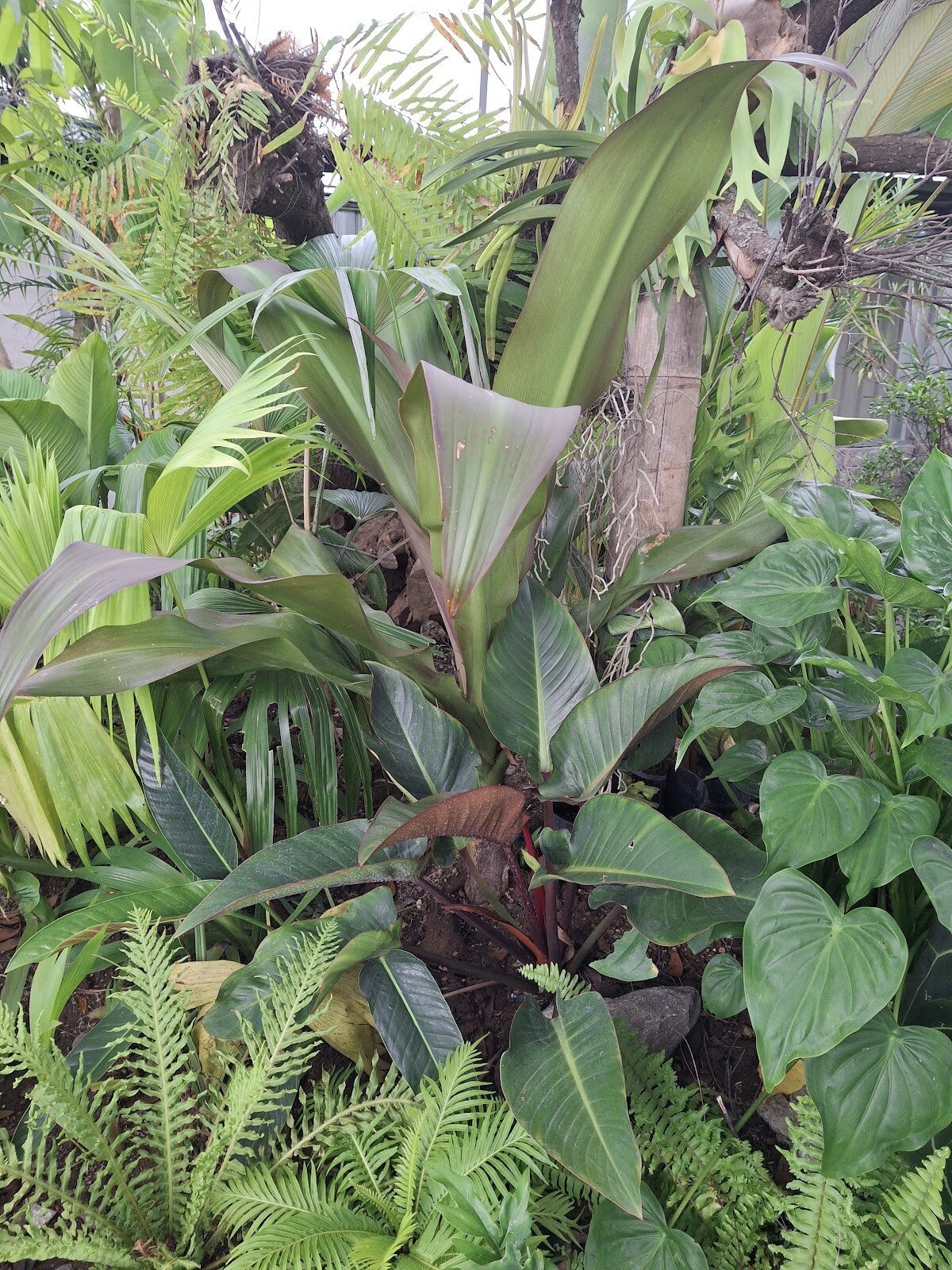 Indo Tropical Plant