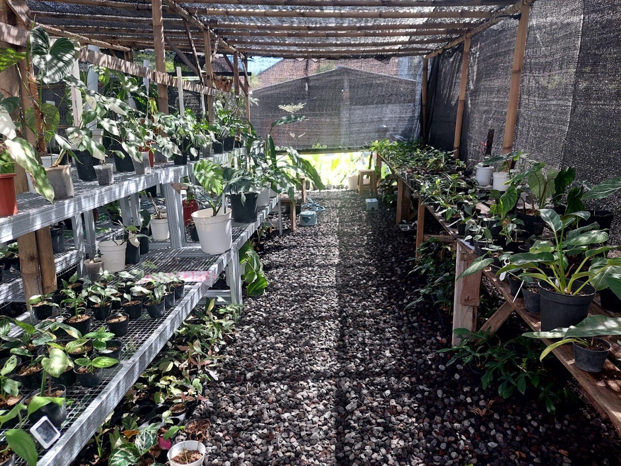 Indo Tropical Plant