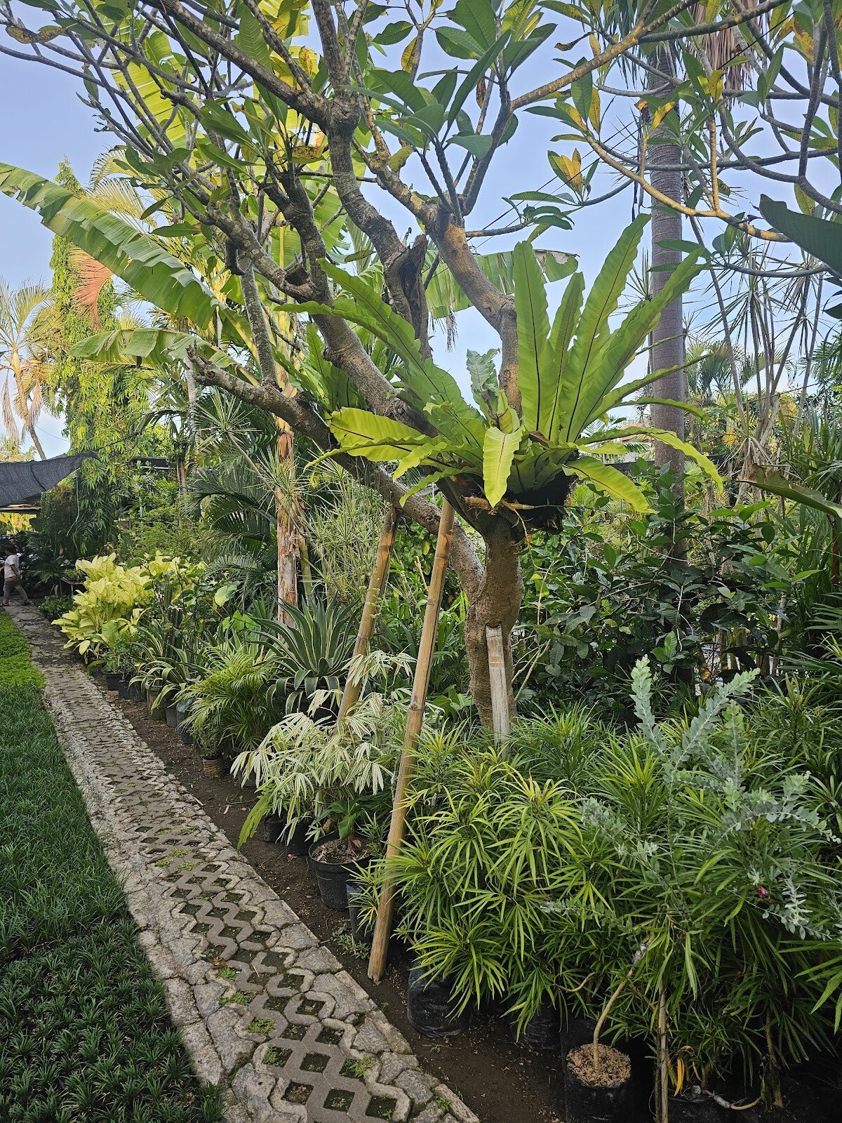 Indo Tropical Plant