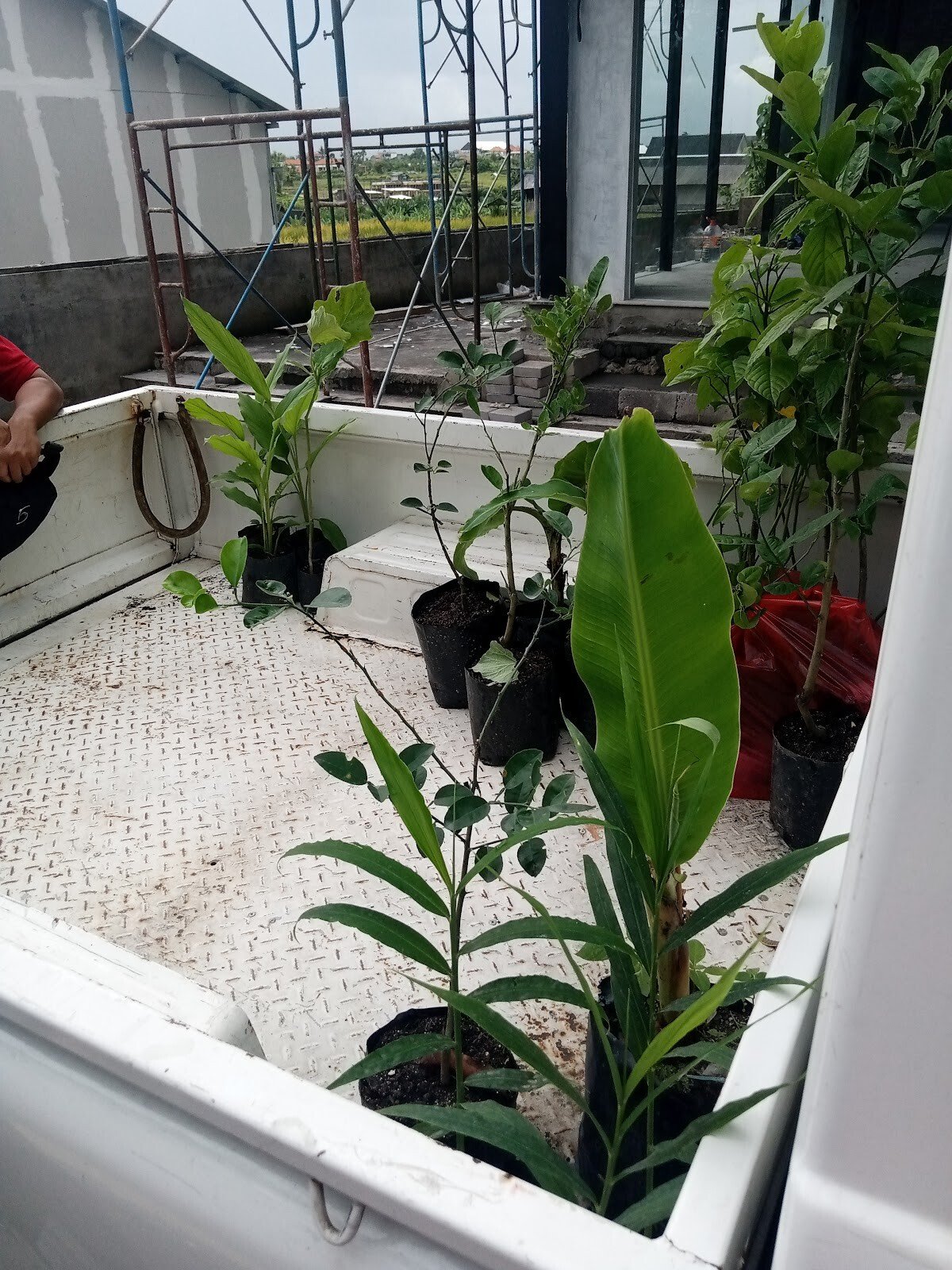 Pembibitan Buah Sayur