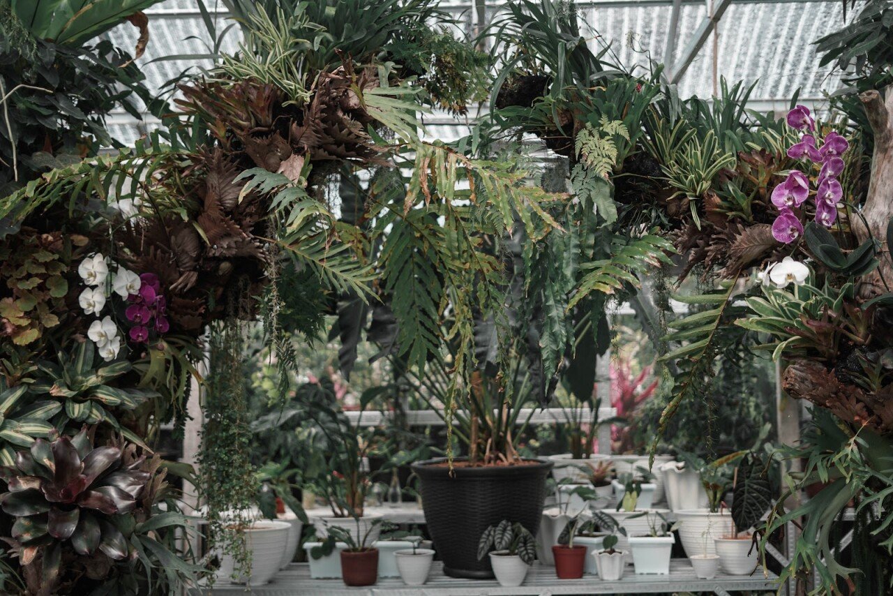 Bali House Plant