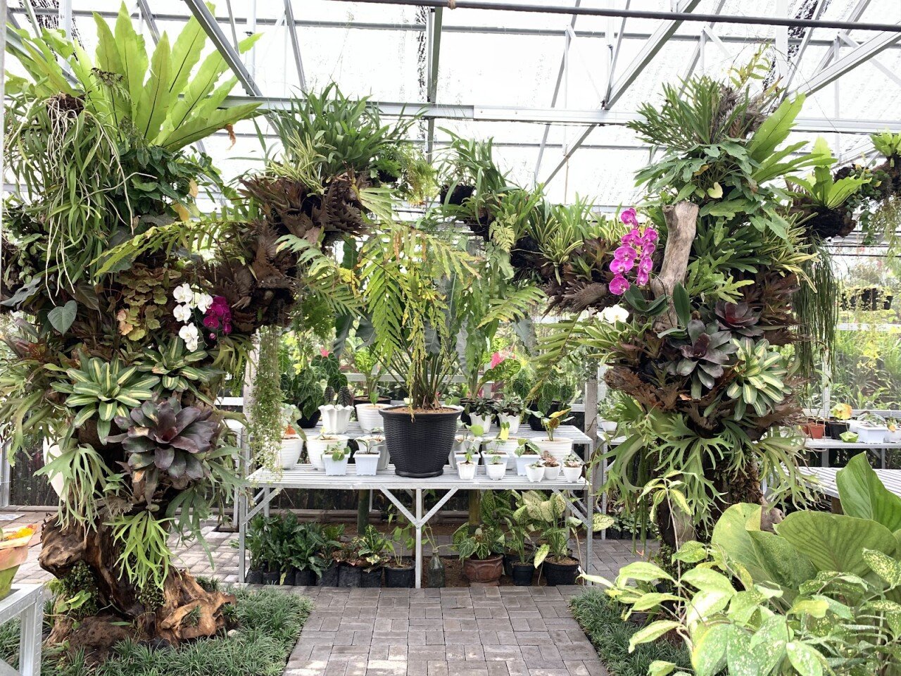 Bali House Plant