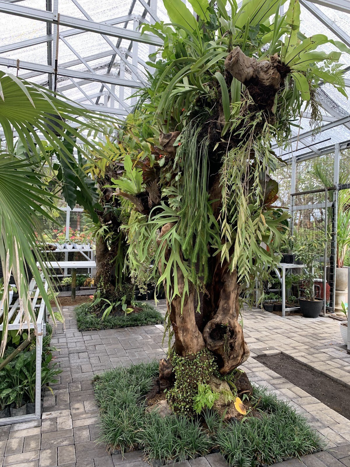 Bali House Plant
