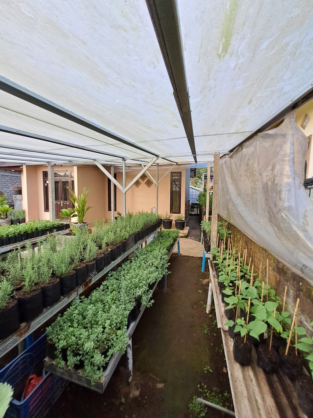 Asharimba Plants