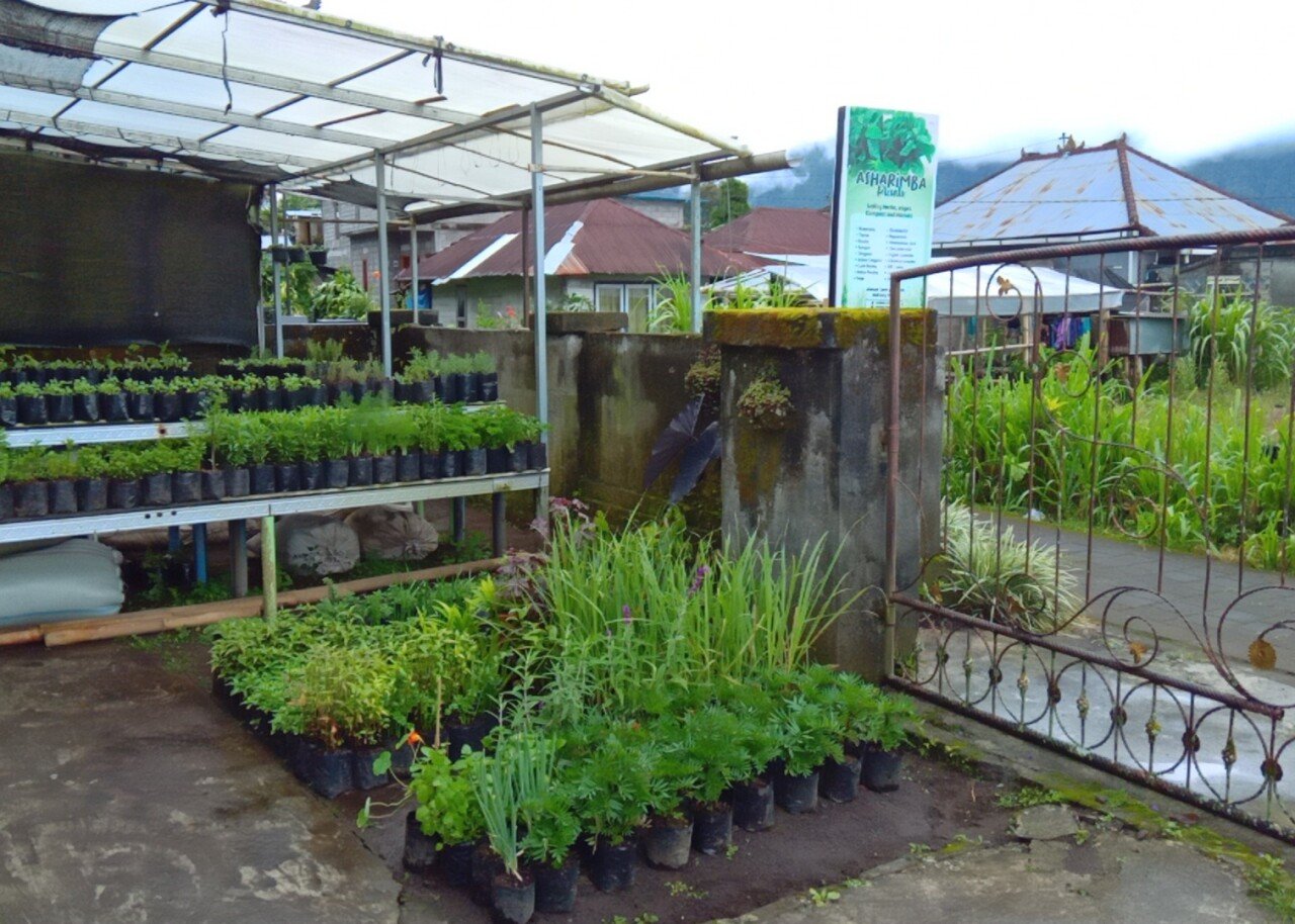 Asharimba Plants