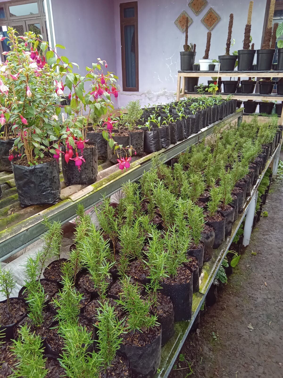 Asharimba Plants