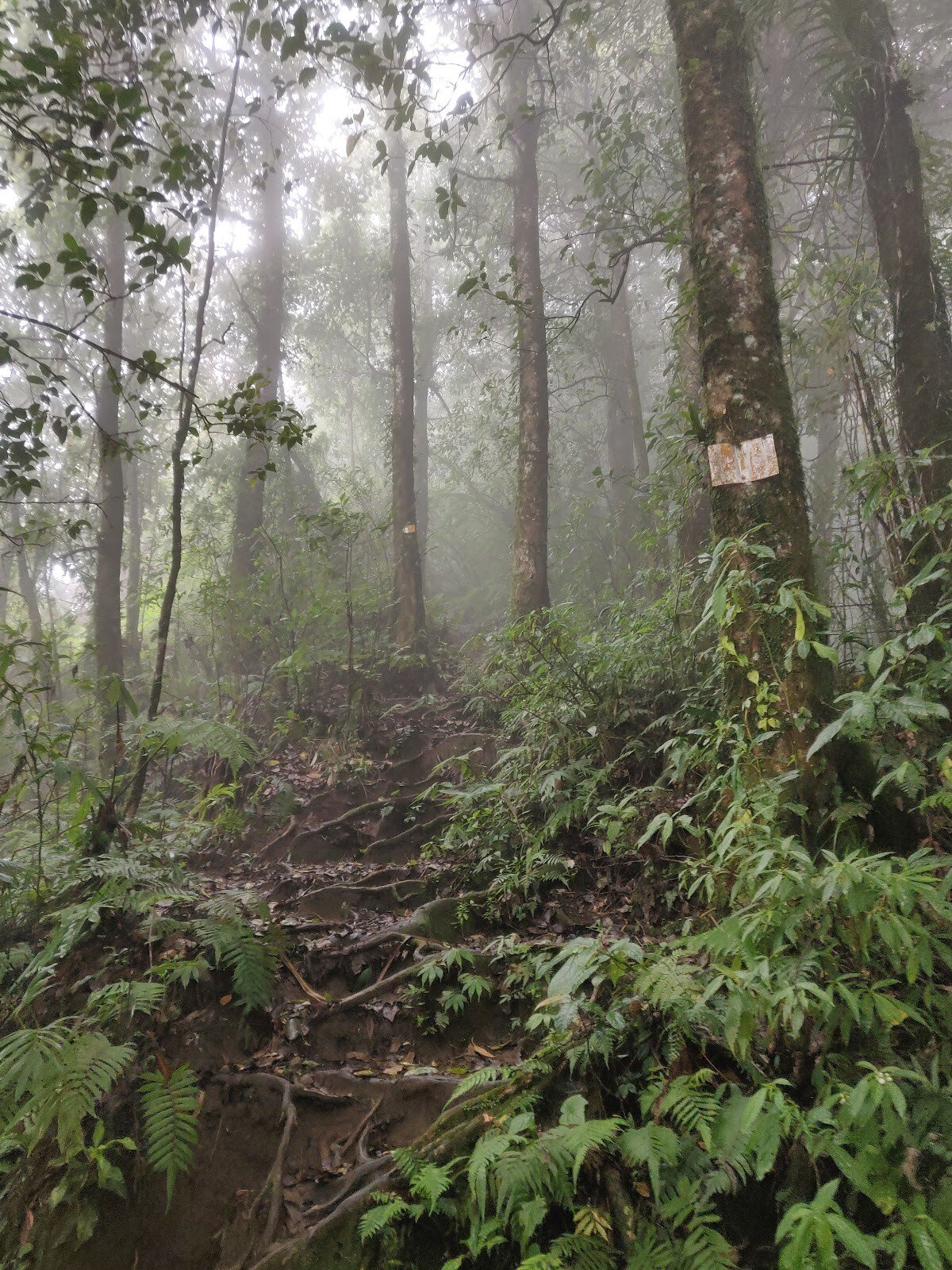 Mount Catur Trail Start
