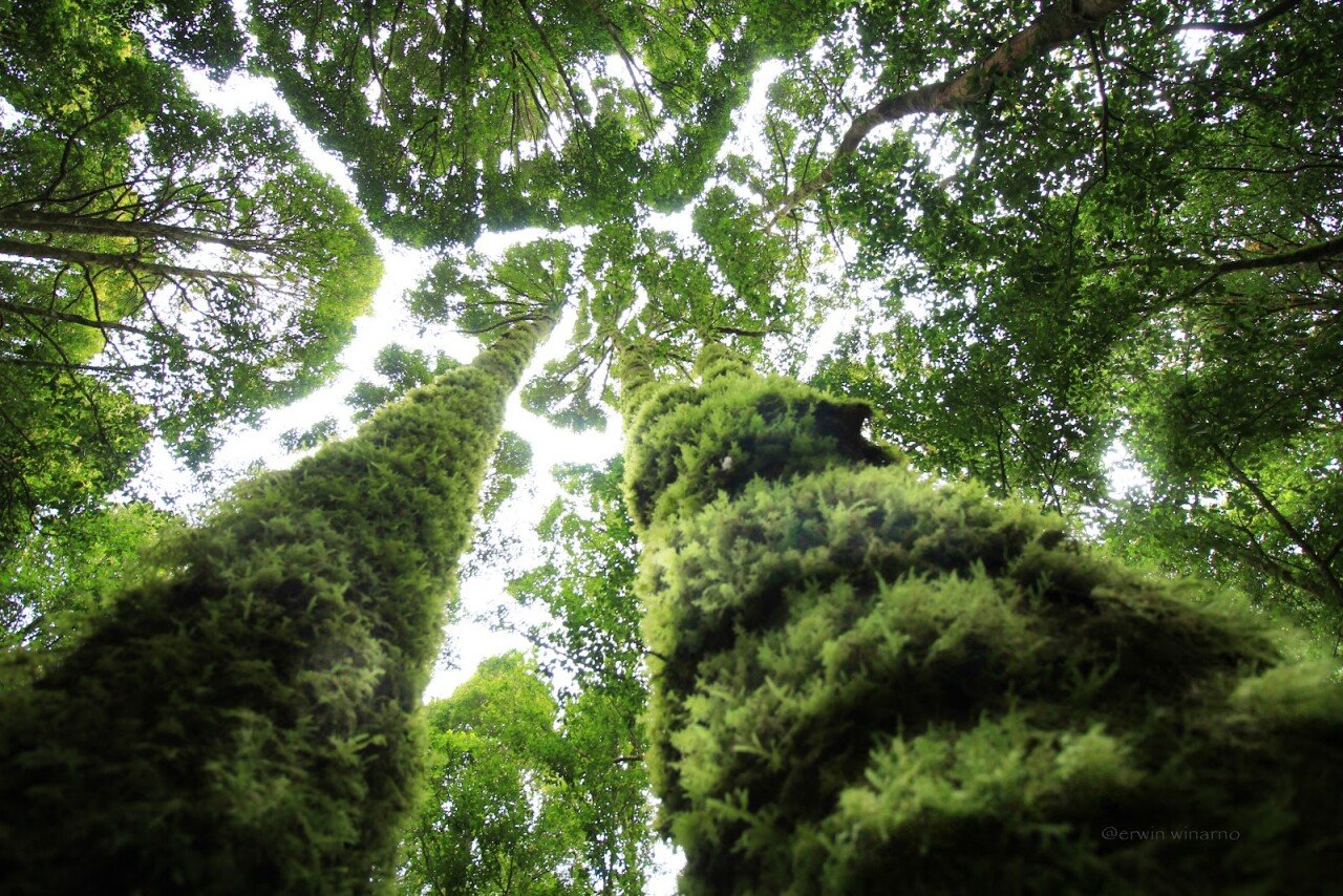Gunung Pohen