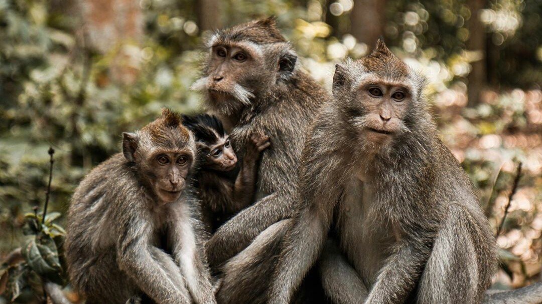 Парк Sangeh Monkey Forest