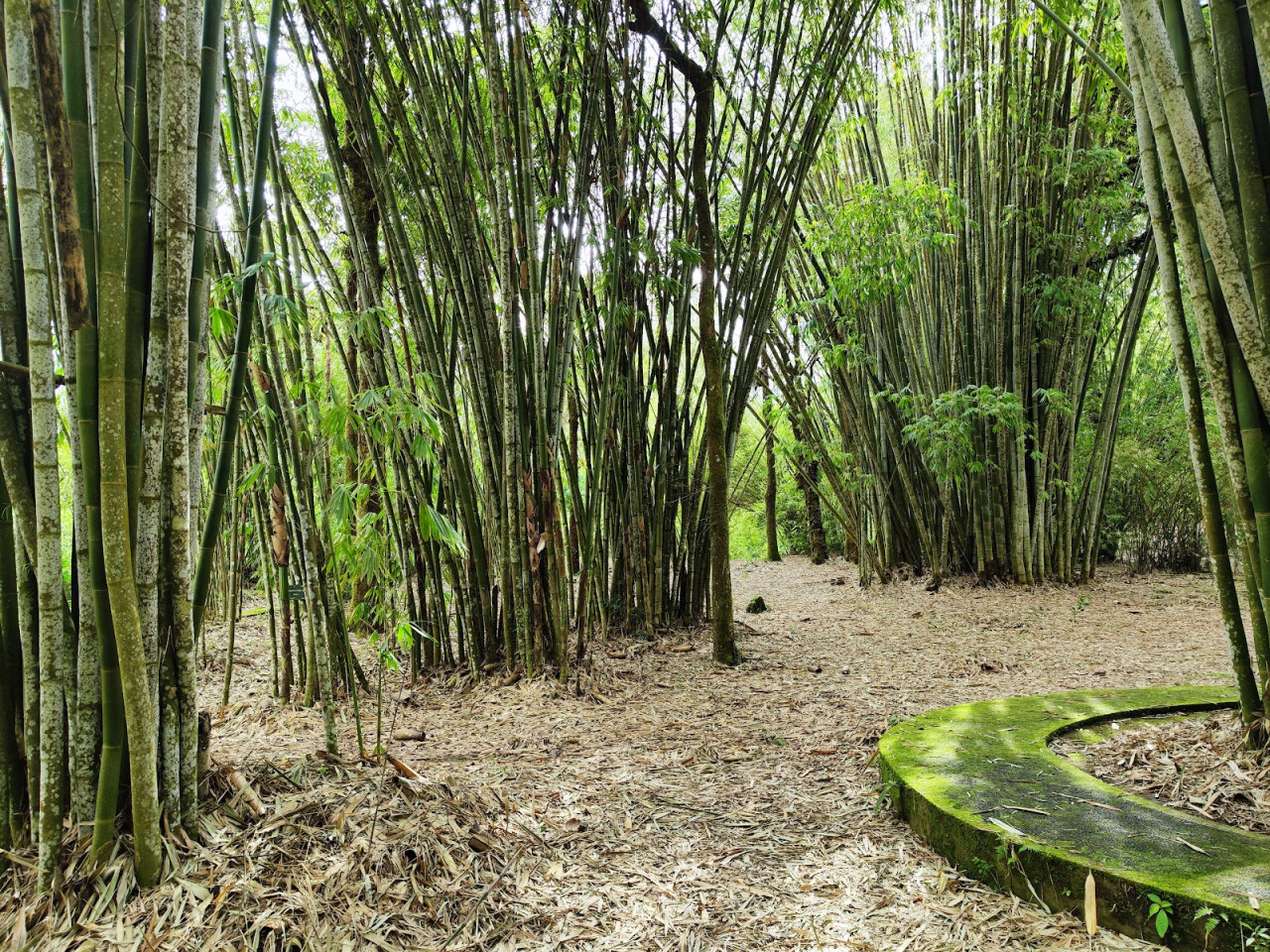 Taman Bambu