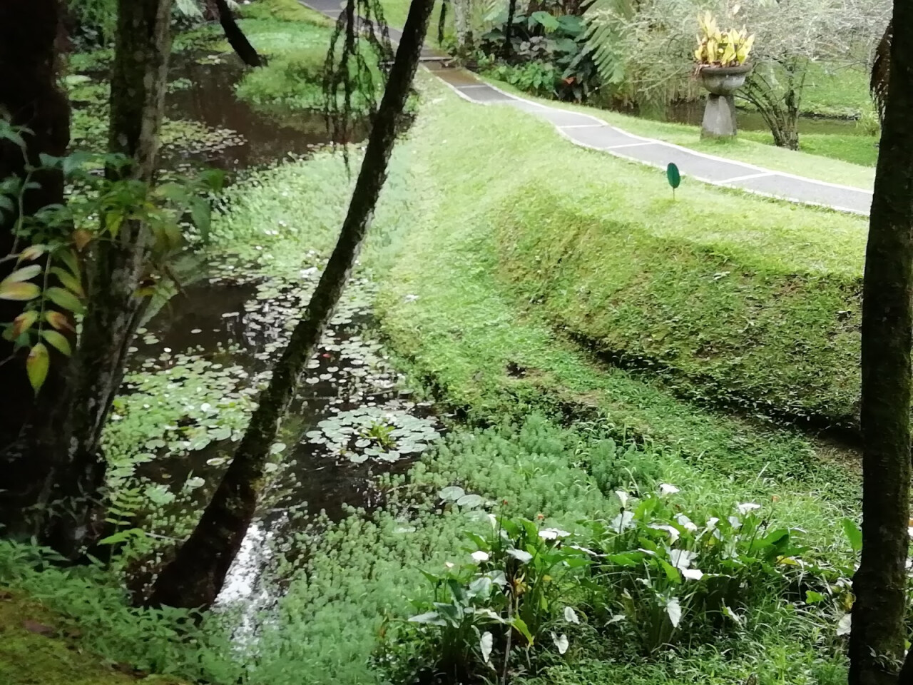 Aquatic garden