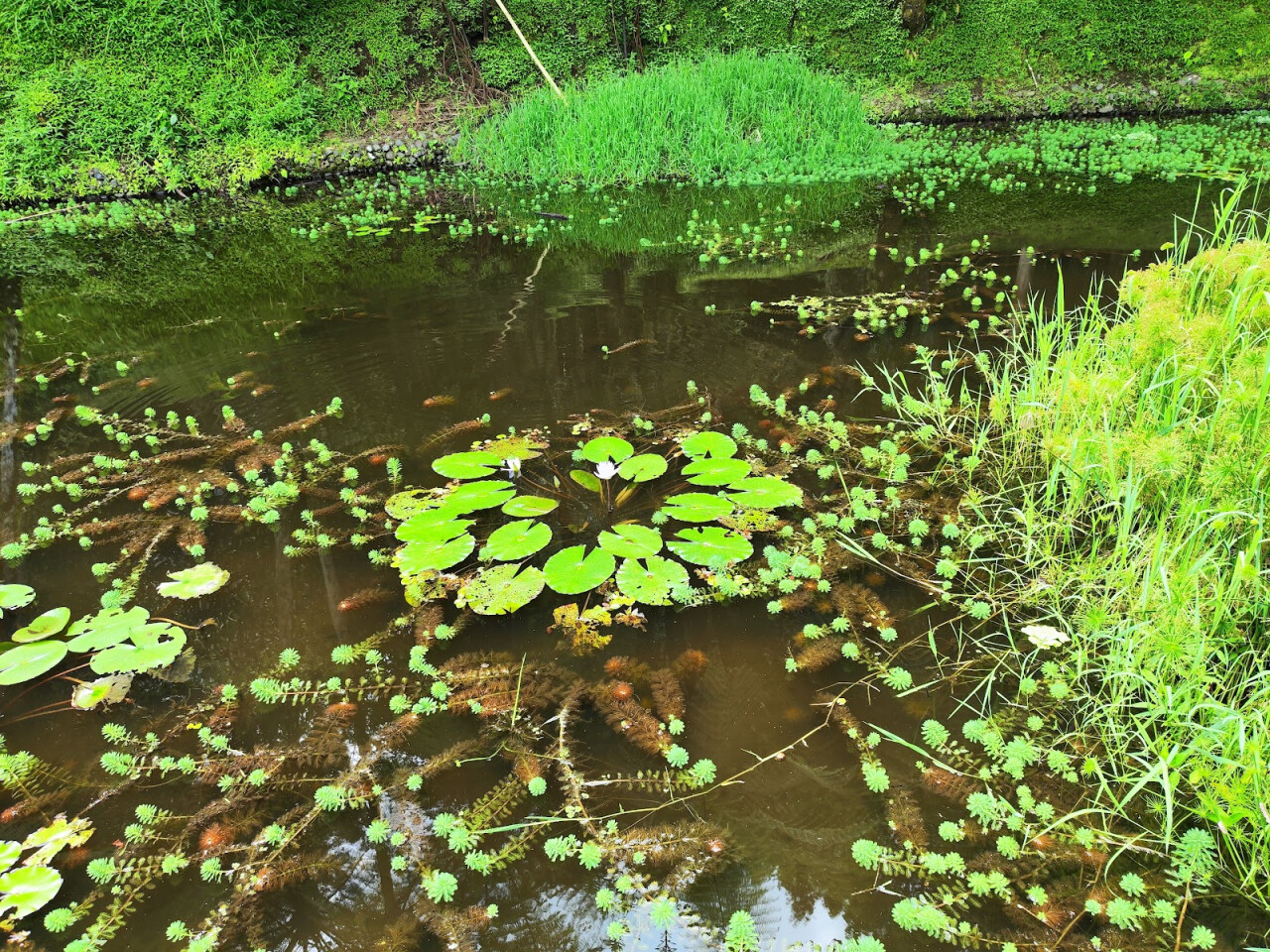 Aquatic garden