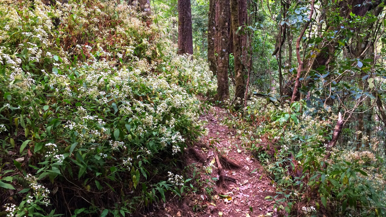 Gunung Sengayang