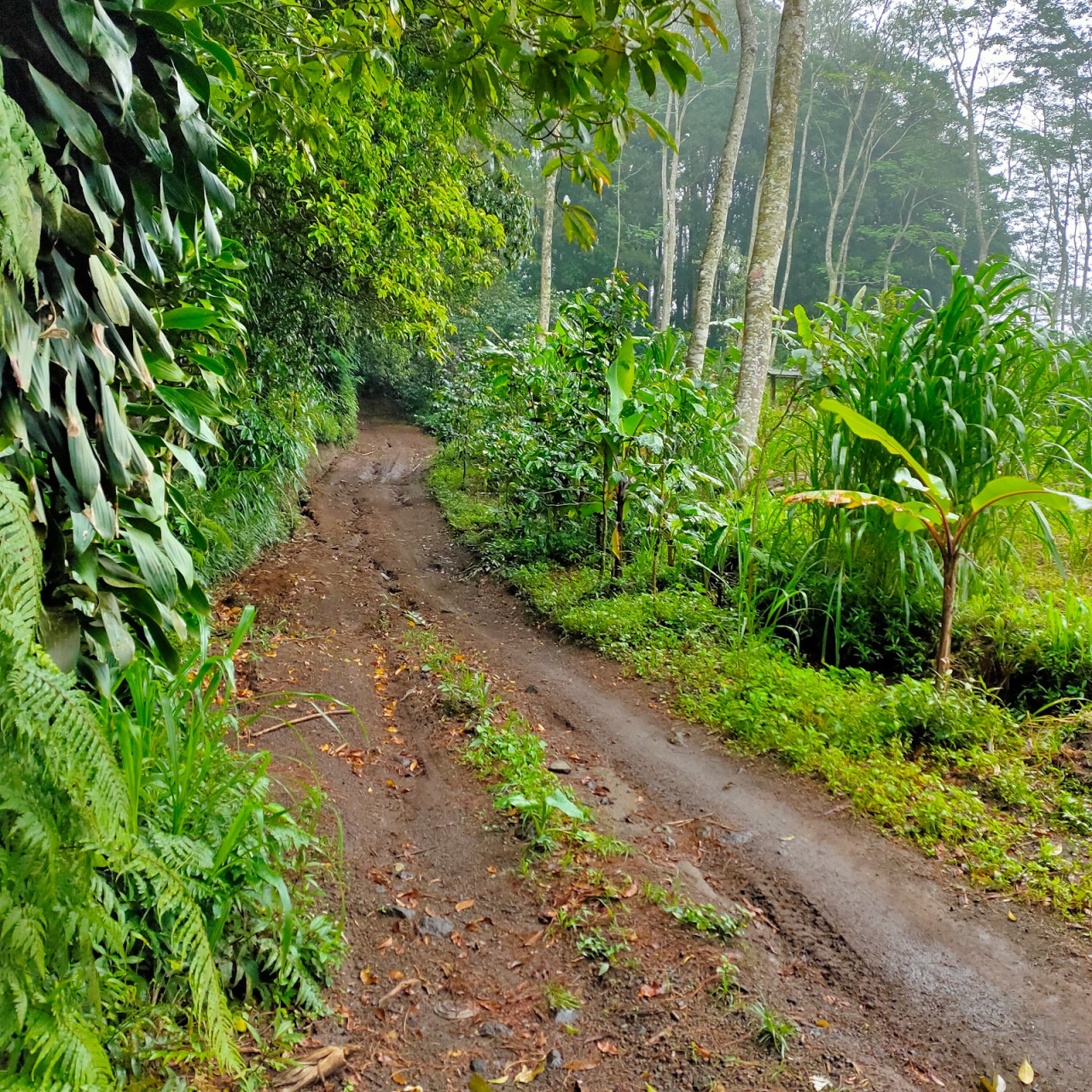 Gunung Abang