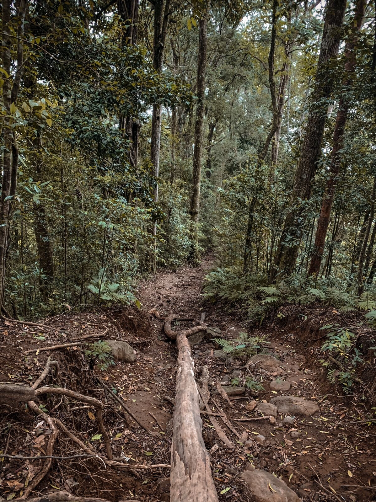 Gunung Batukaru (Mount Batukaru)