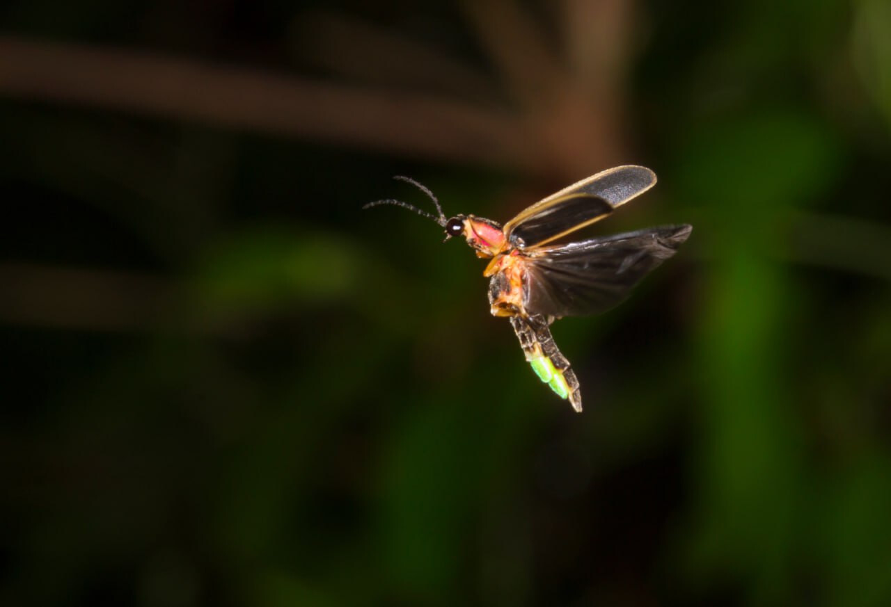 The Fire Flies Garden