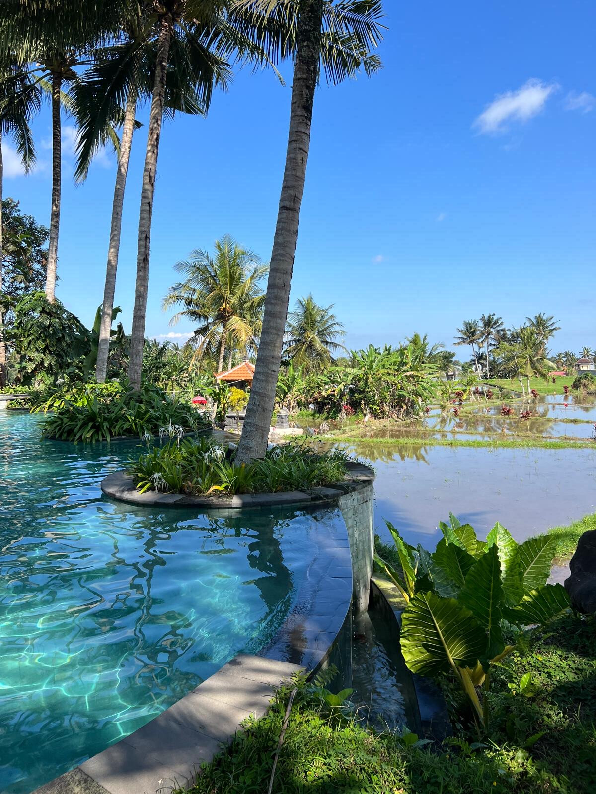 Kelapa Muda Ubud Pool Bar & Kitchen