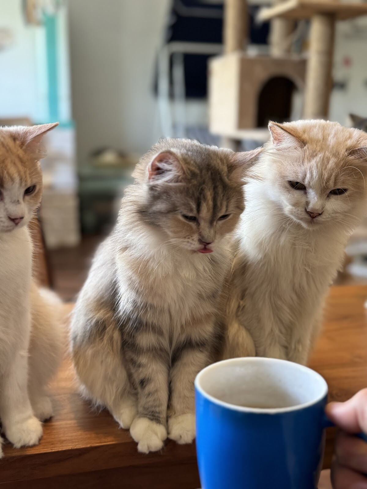 Cat Cafe Ubud