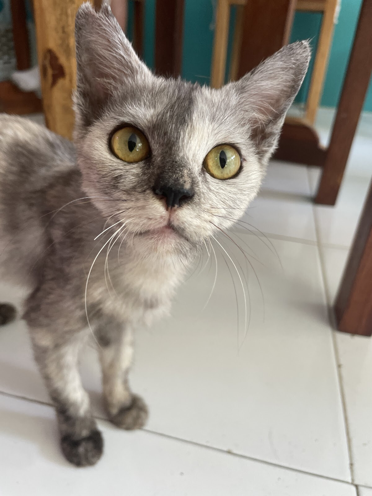 LUNI Lombok Cat Cafe