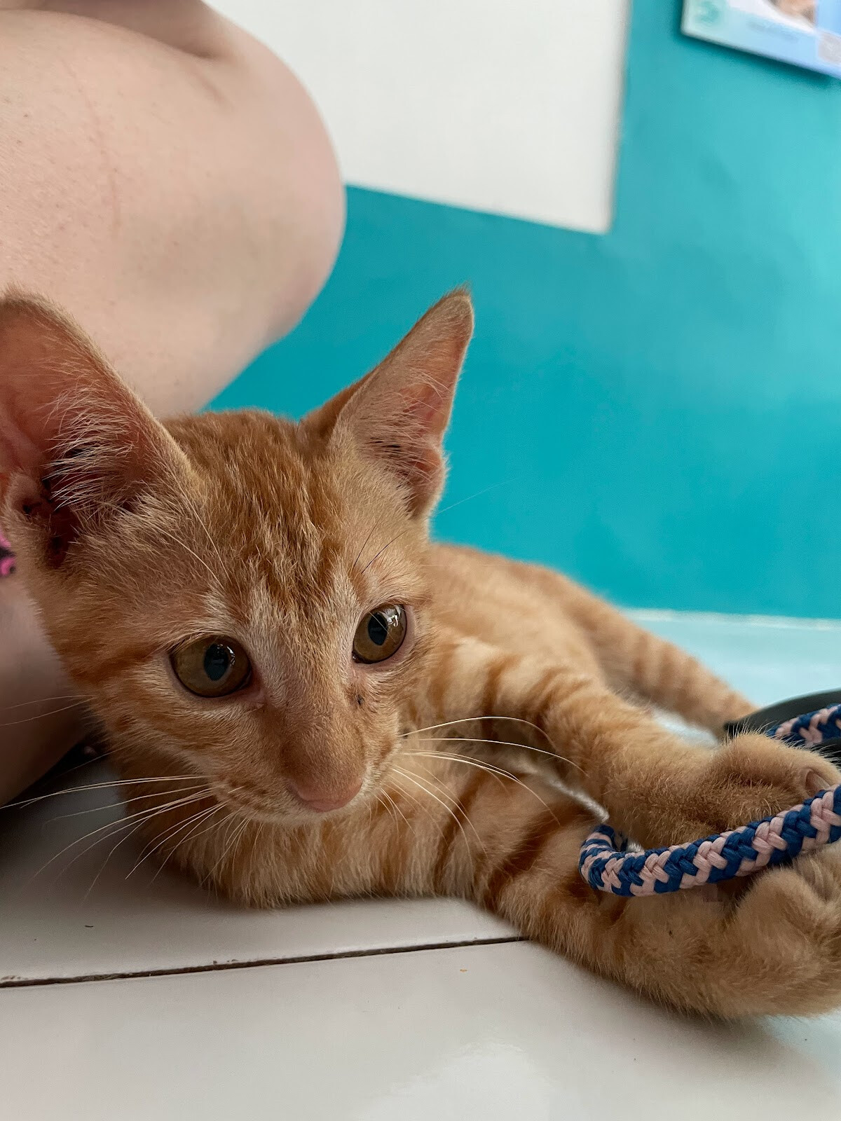 LUNI Lombok Cat Cafe